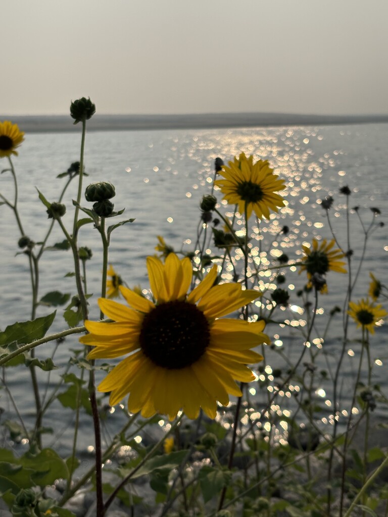 Sunflowers by pirish