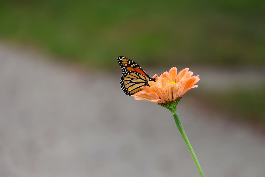 Monarch and Zinnia by edorreandresen