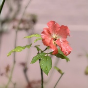 1st Sep 2024 - The rose speaks of love silently, in a language known only to the heart.