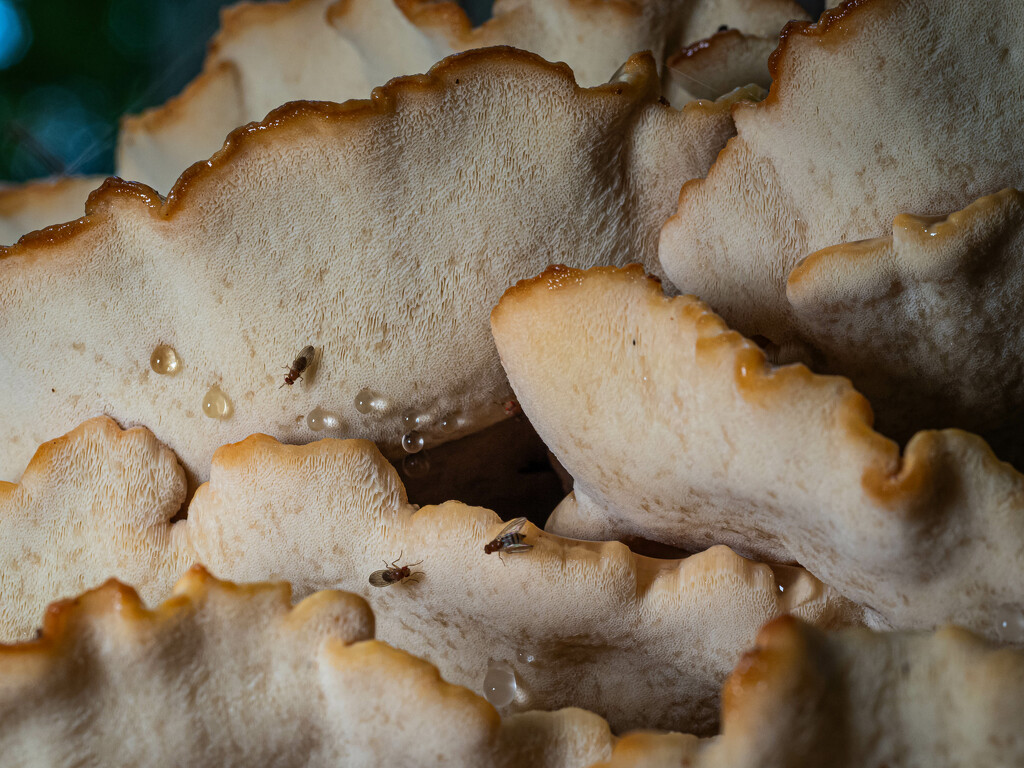 The underside of the mushroom by haskar