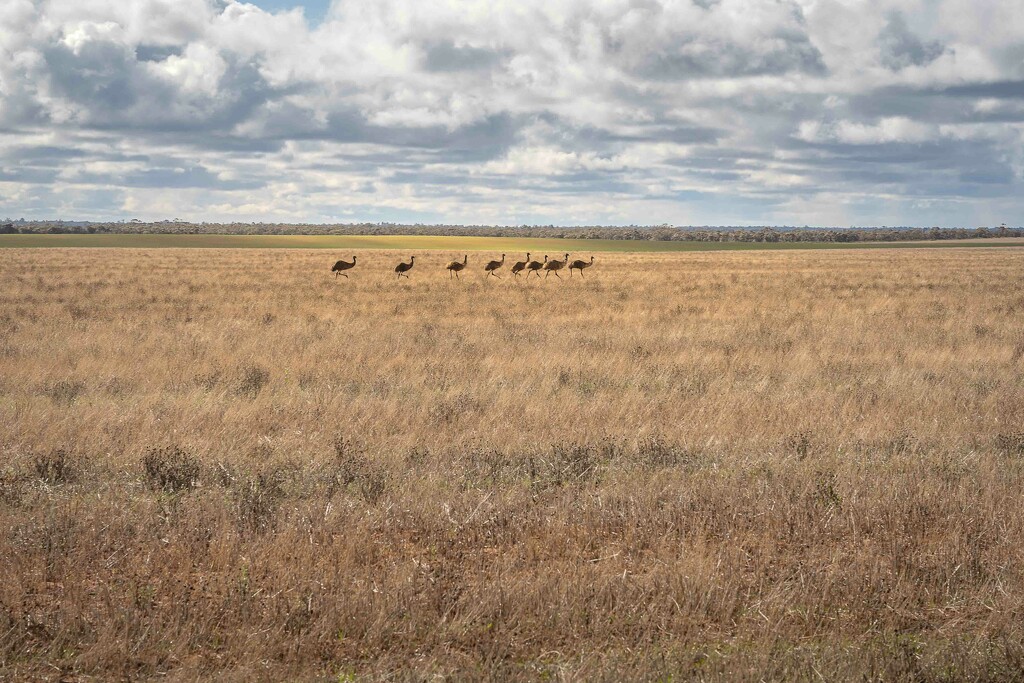 Emus, Dad and the kids by pusspup