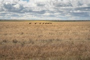 1st Sep 2024 - Emus, Dad and the kids