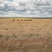 Emus, Dad and the kids