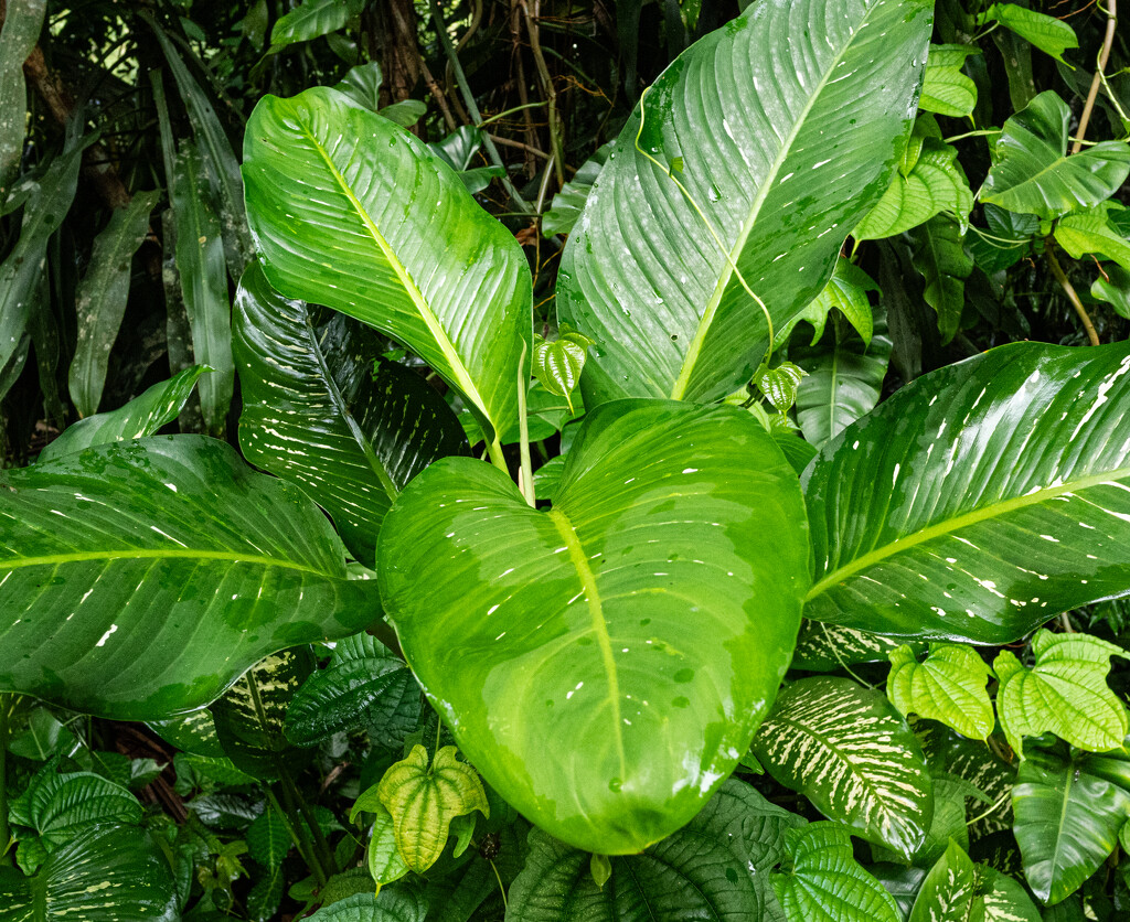 Lush green ferns after rain by ianjb21