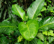 20th Aug 2024 - Lush green ferns after rain