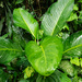 Lush green ferns after rain