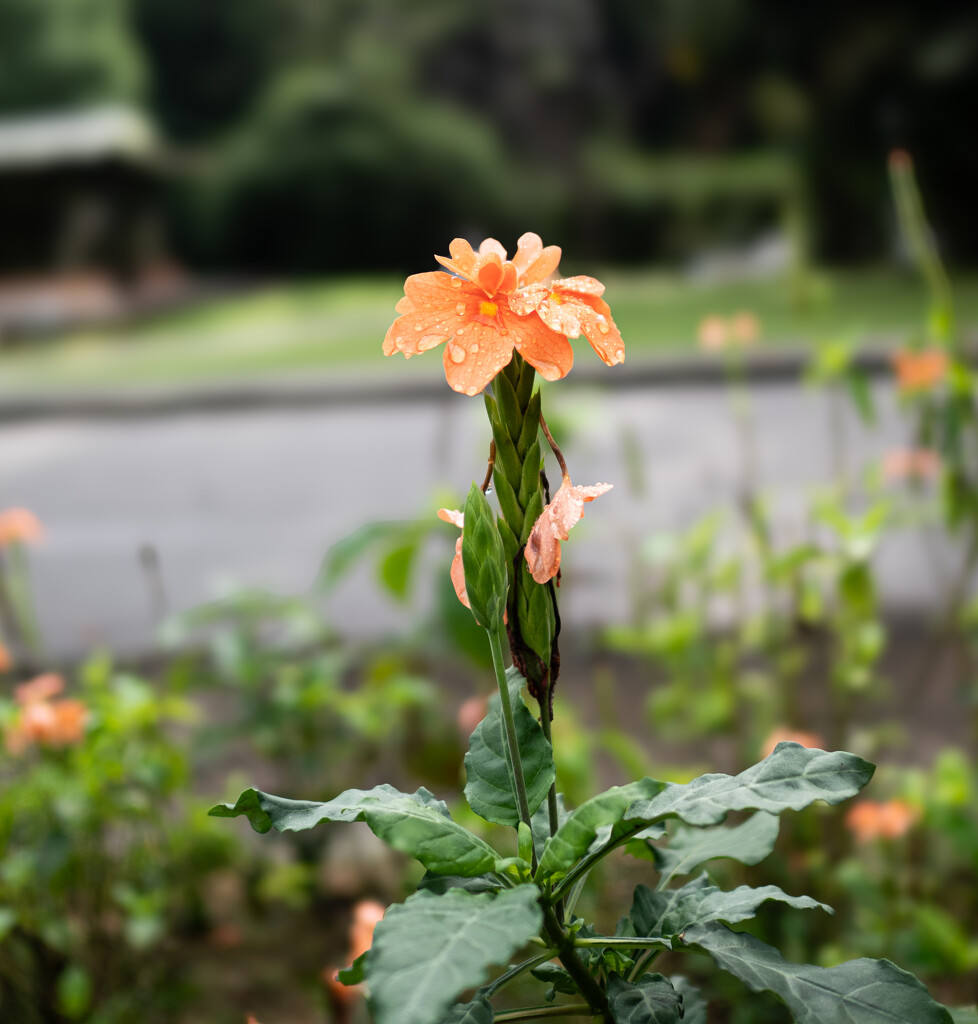 Orange flower after the rain by ianjb21