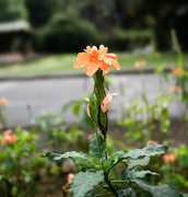 22nd Aug 2024 - Orange flower after the rain