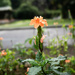 Orange flower after the rain