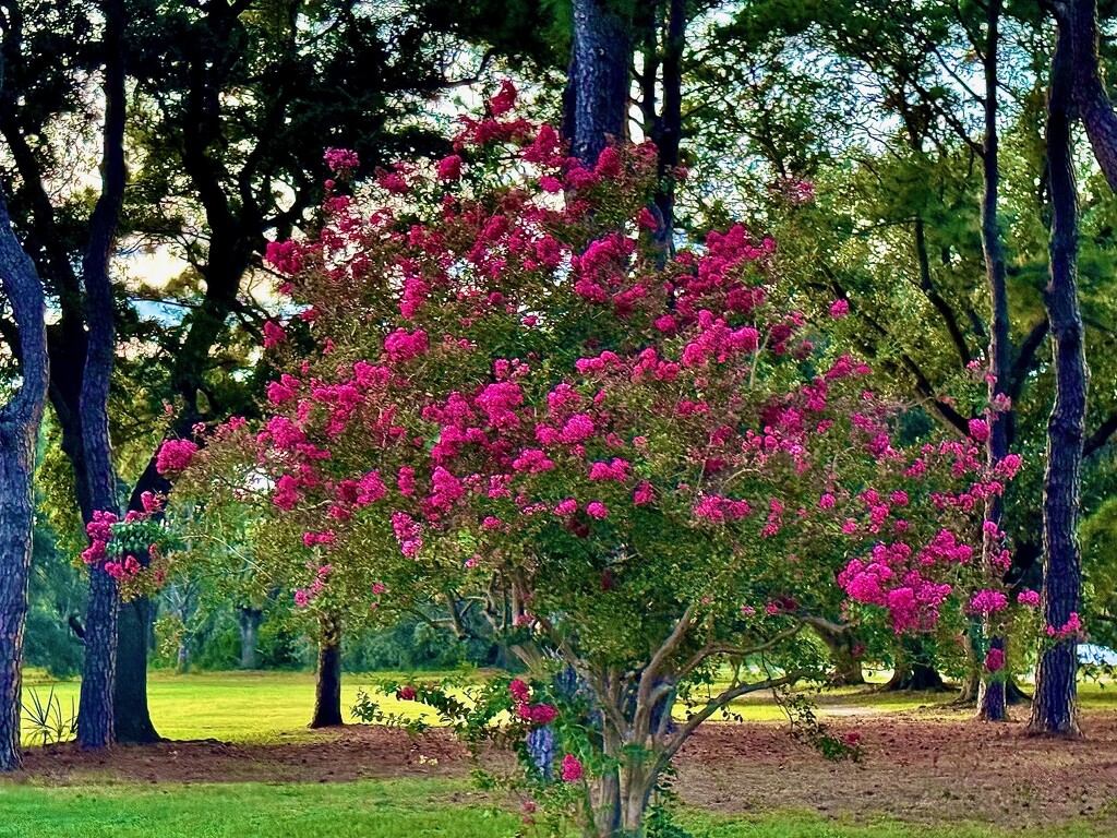 Crepe Myrtle by congaree