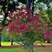 Crepe Myrtle by congaree