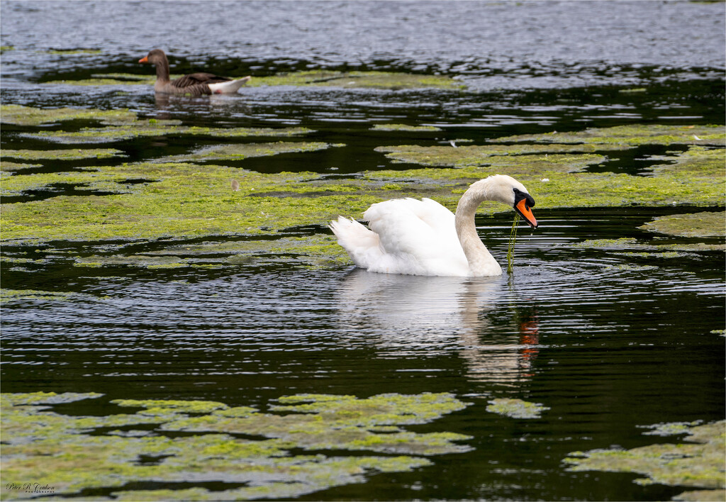 Swan feeding by pcoulson