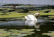 31st Aug 2024 - Swan feeding