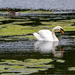 Swan feeding