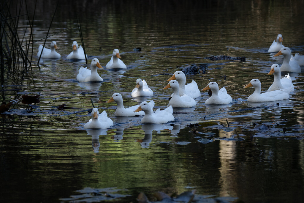 Little White Ducks by dkbarnett