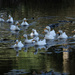 Little White Ducks