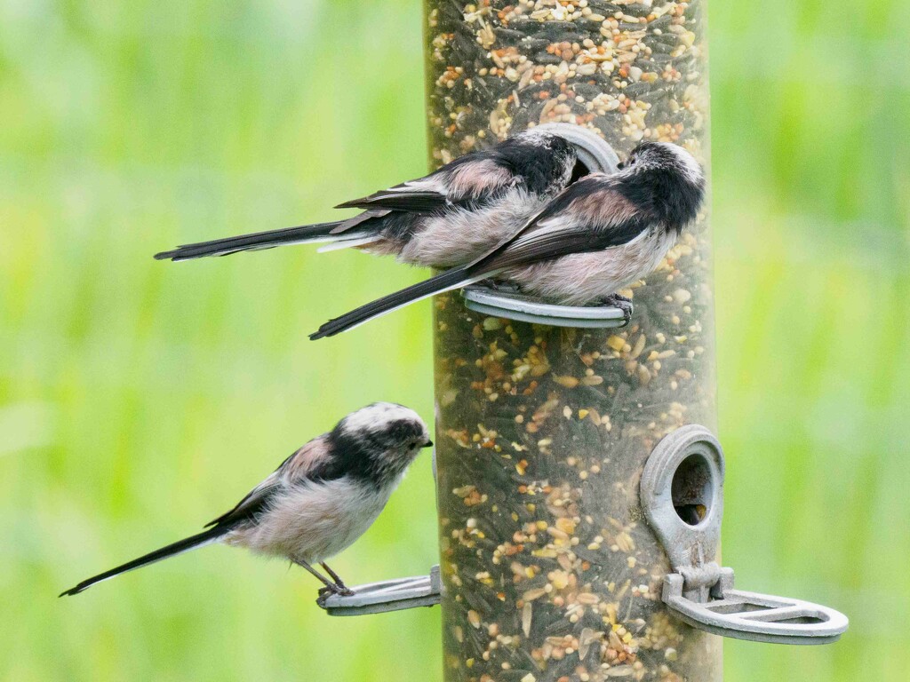 Long Tailed Tit. by padlock