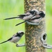 Long Tailed Tit.