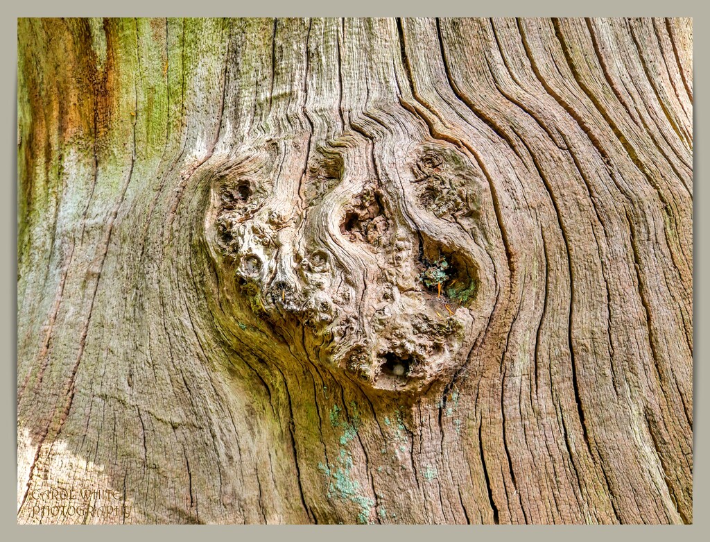 Knotty Textures by carolmw