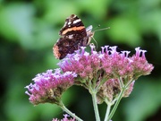 1st Sep 2024 - Finally a red admiral