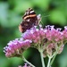 Finally a red admiral