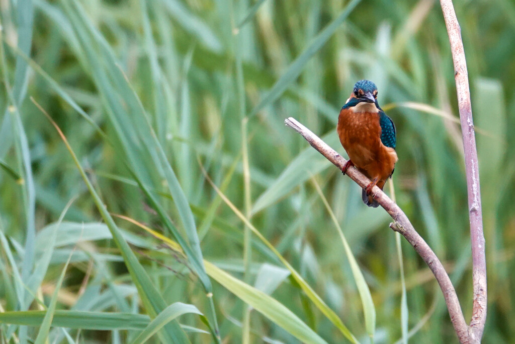 Kingfisher by phil_sandford