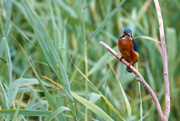 1st Sep 2024 - Kingfisher