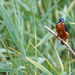 Kingfisher by phil_sandford