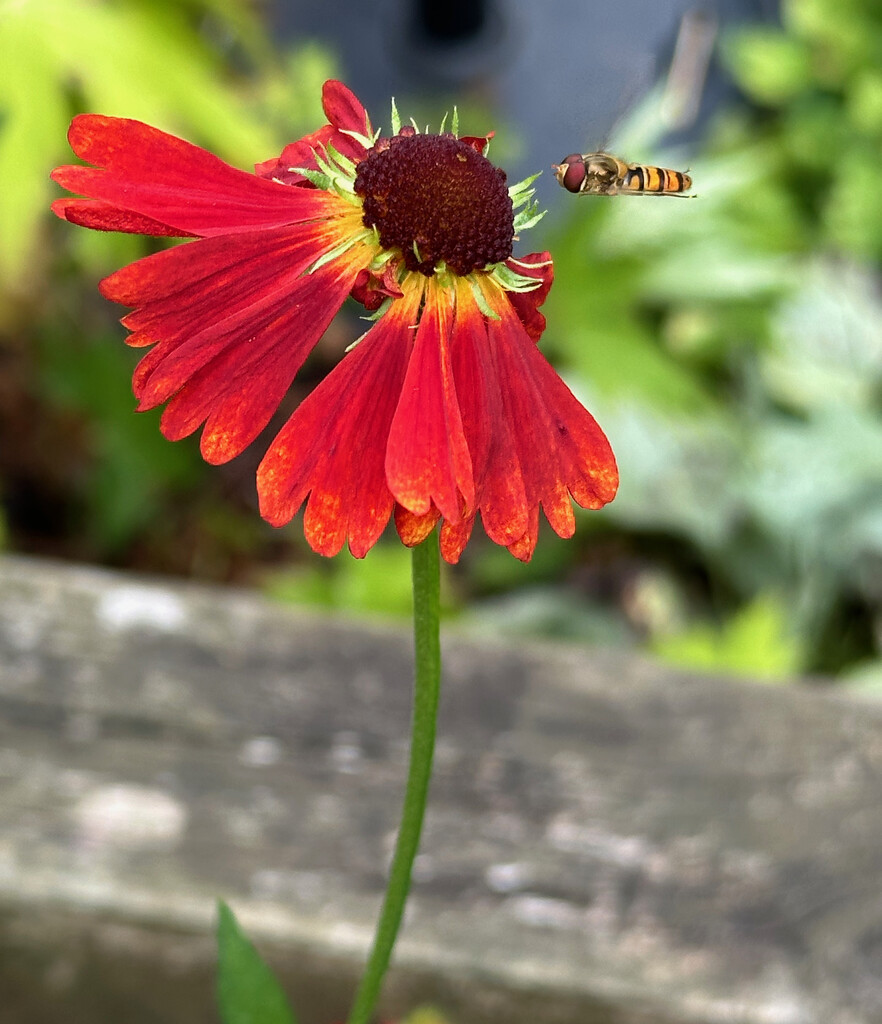 Helenium by 365projectmaxine