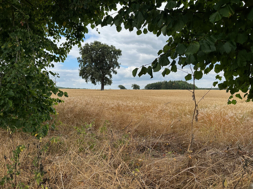 Ready for Harvesting by 365projectmaxine