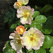 'Cornish' Rose