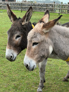 1st Sep 2024 - Donkeys