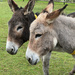 Donkeys by 365projectmaxine