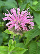 29th Aug 2024 - Monarda