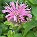 Monarda by 365projectmaxine