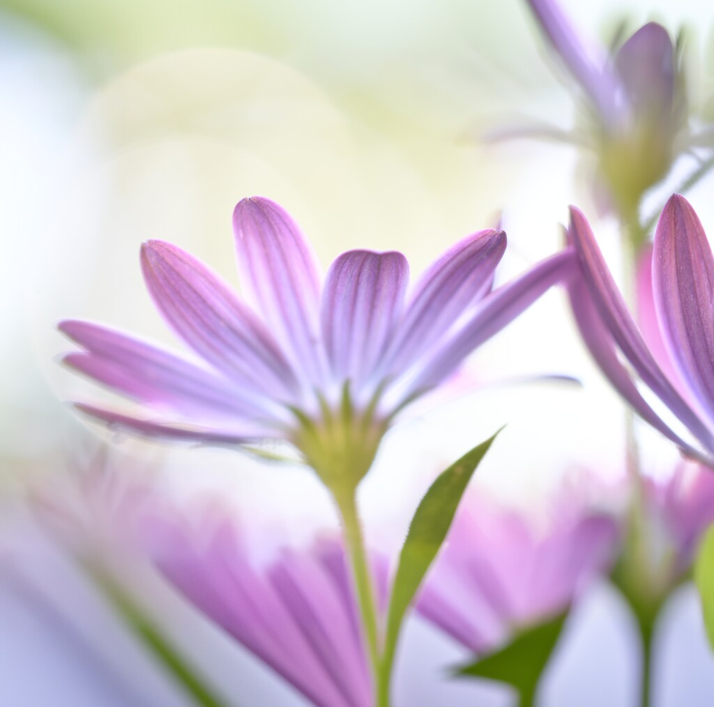 African daisies~~~~ by ziggy77