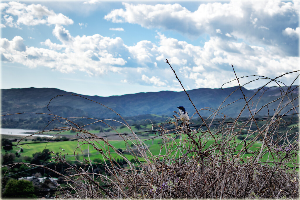 Bluebirds of happiness by 365projectorgchristine