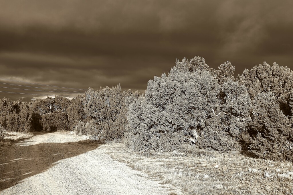 Sepia Golden Hour by blueberry1222