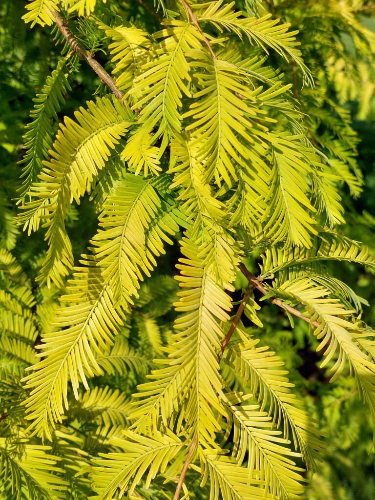 Frondy leaves  by samcat