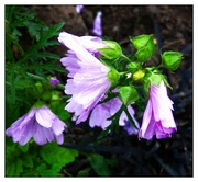 1st Sep 2024 - Mallow