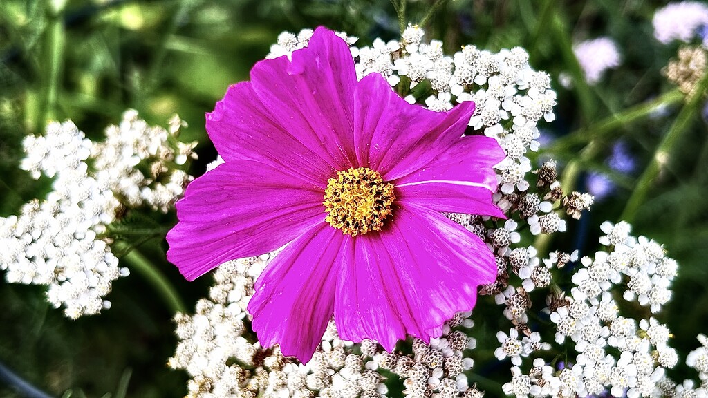 Cosmos by carole_sandford