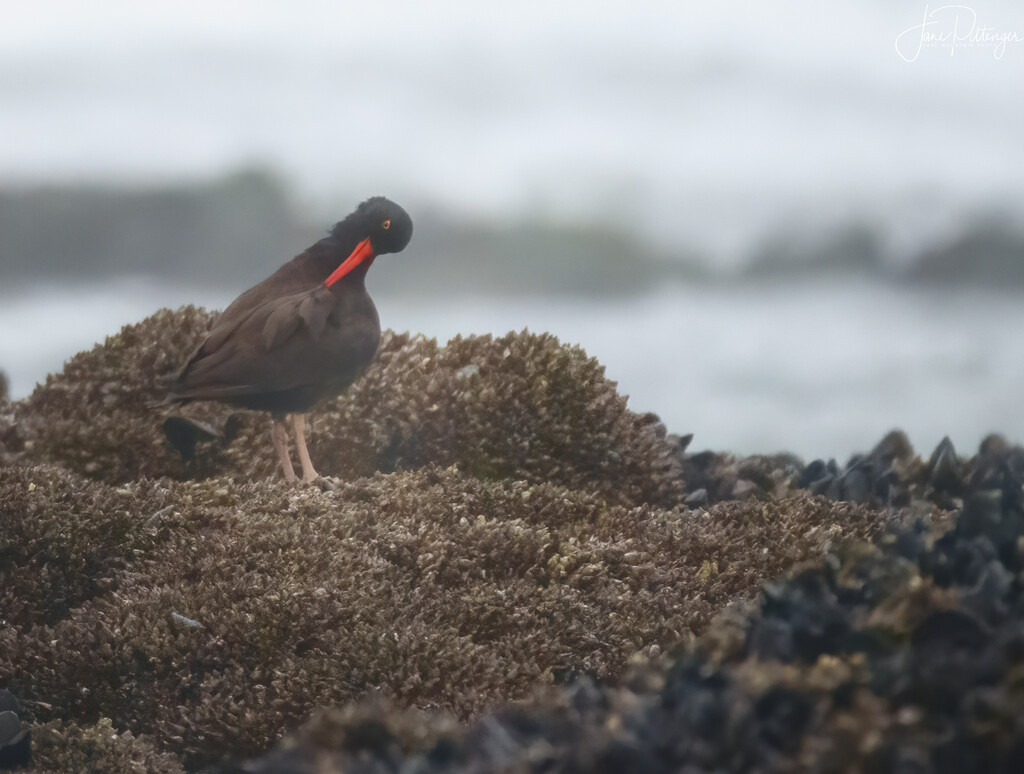 Oyster Catcher Grooming by jgpittenger