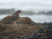 1st Sep 2024 - Oyster Catcher Grooming