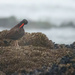 Oyster Catcher Grooming by jgpittenger