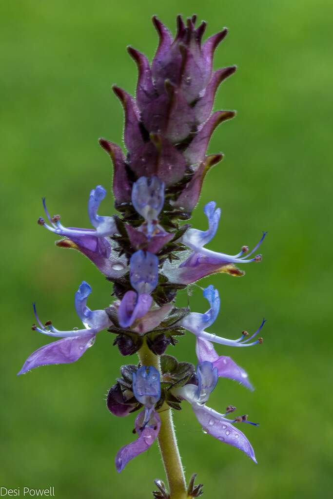 Plectranthus caninus (I think?) by seacreature