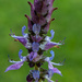 Plectranthus caninus (I think?)