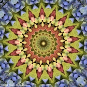 30th Aug 2024 - Hydrangea Mandala