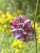 1st Sep 2024 - Kudzu Flower