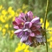 Kudzu Flower by calm