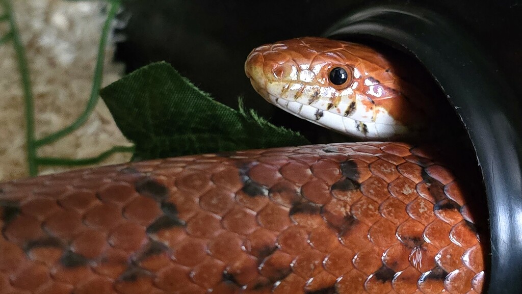 245/366 - Dexter the corn snake by isaacsnek